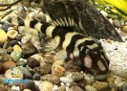 Pleco atabapo — 8